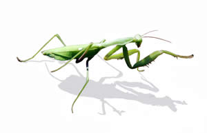 Mantis estudiante